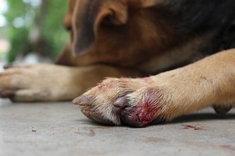 7 Simple & Effective Ways To Stop Dog Nail Bleeding At Home