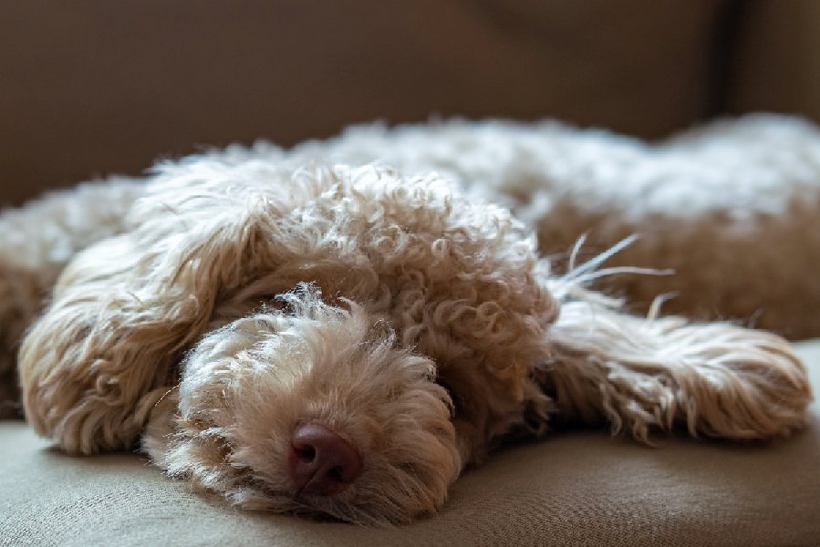 why do dogs sleep so much
