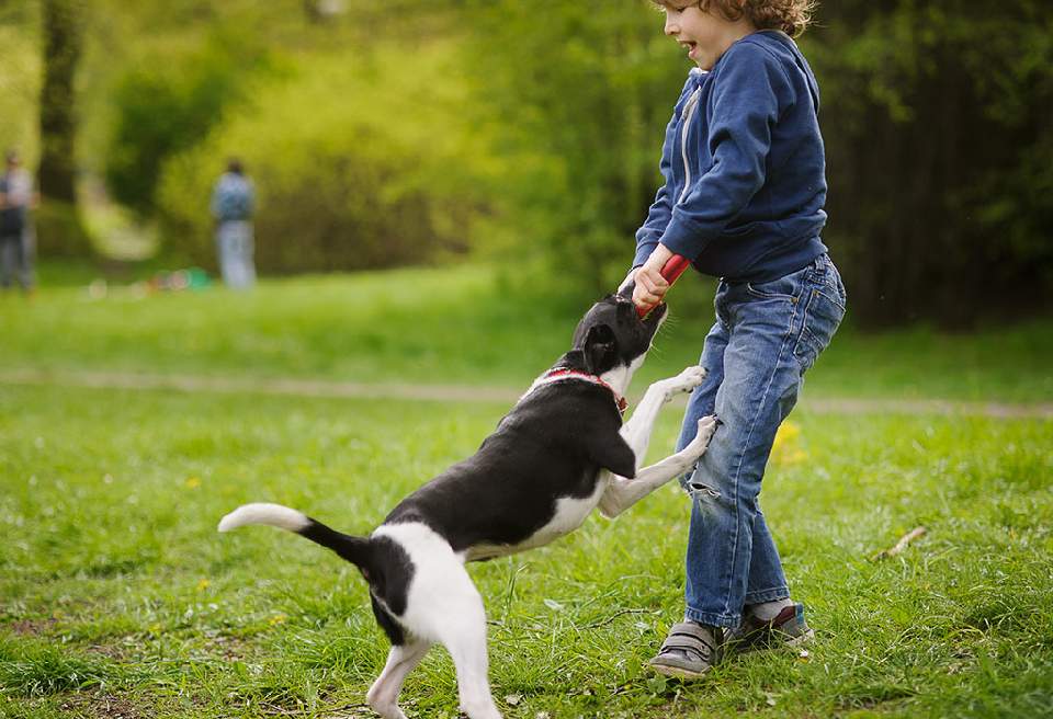 Dog Bites In Children In Covid-19 Pandemic