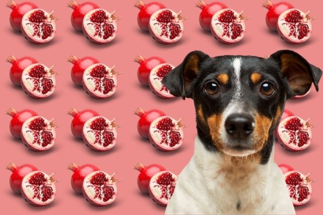 can-dogs-eat-Pomegranate