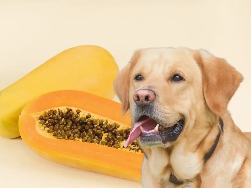 can-dogs-eat-papayas