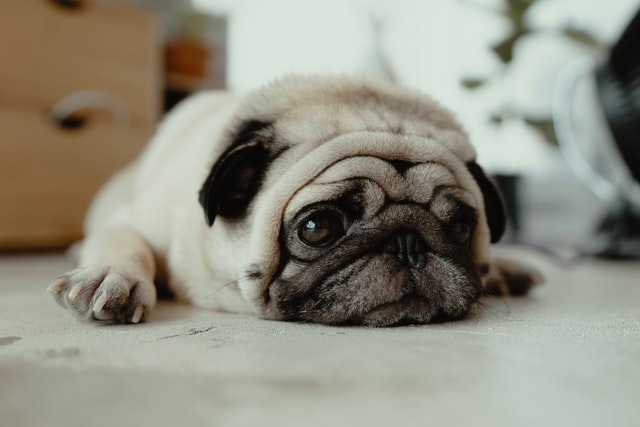 Causes Of Chronic Diarrhea in dogs