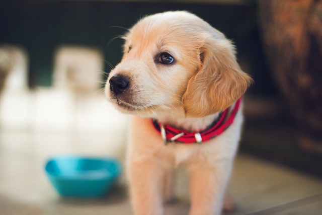 US States With Highest Dog Adoption Rates