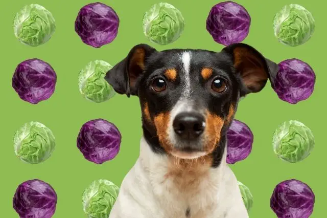 can-dogs-eat-cabbages