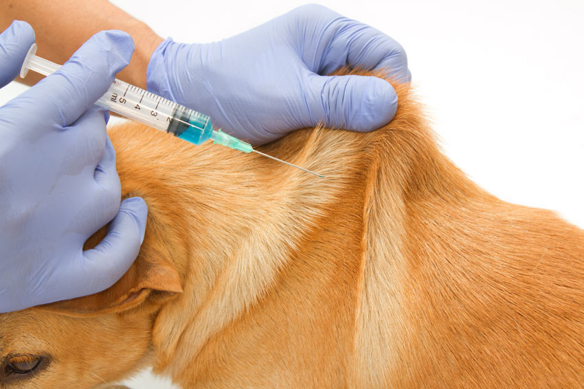 importance-of-dog-vaccination