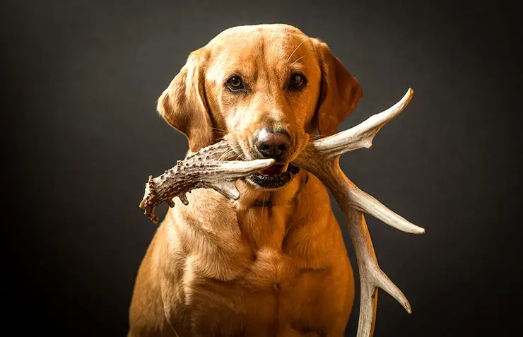 How Long Does Shed Hunting Dog Training Take