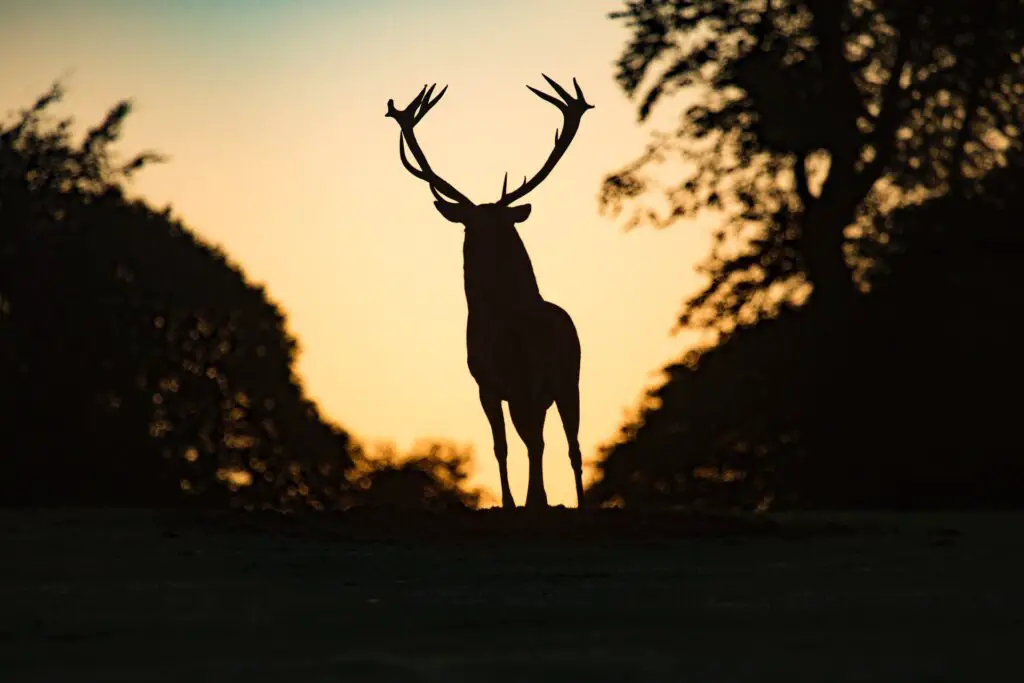 Which Deer Species Sheds Antlers The Most