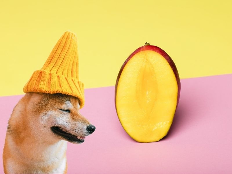 can dogs eat mango - Improve Dogs