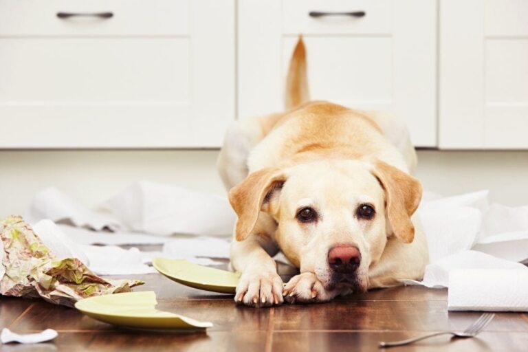 How To Stop A Dog From Chewing Furniture 7 Effective Ways