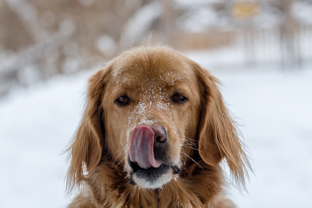 snow intake in dogs