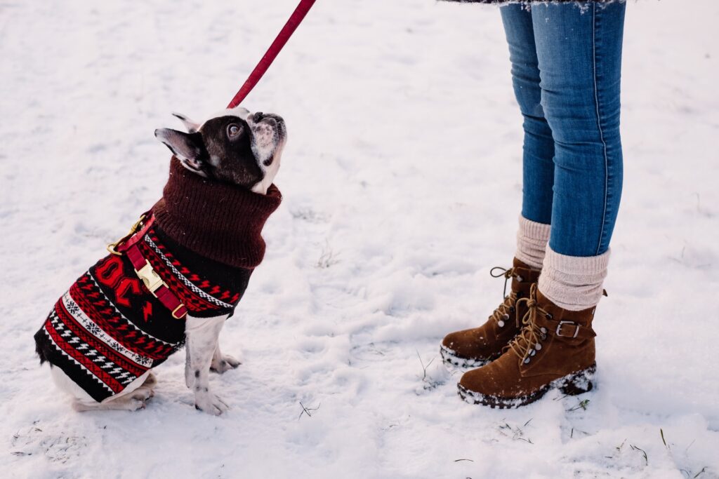 walking dogs in winter