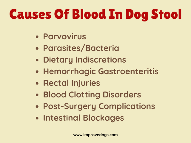Causes Of Blood In Dog Stool