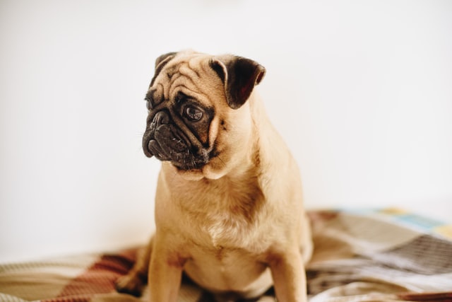 Causes Of Kidney Failure In Dogs
