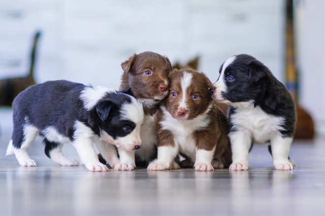 Factors Influencing Litter Size Of Dogs