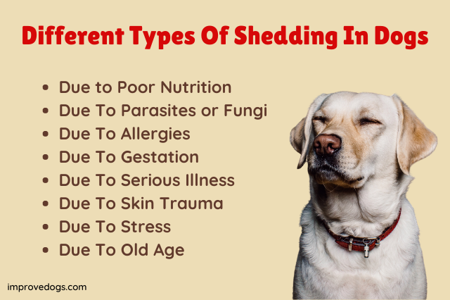 Types of Dog Shedding
