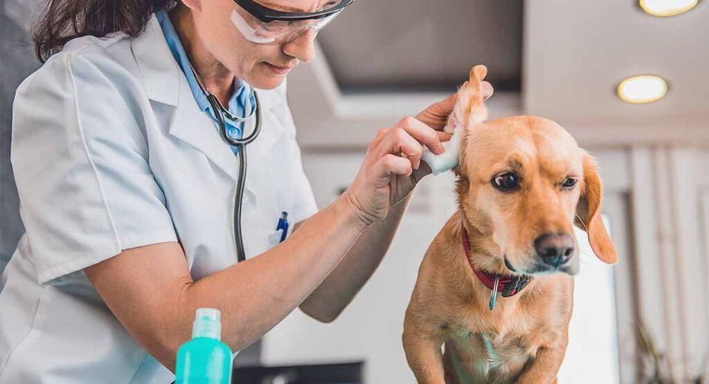Symptoms Of Ear Infection In Dogs