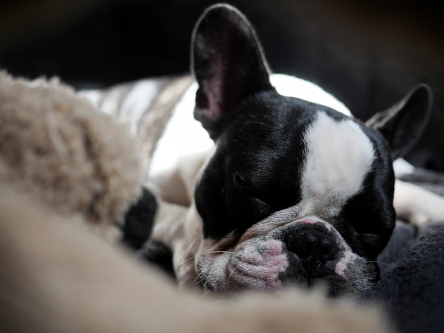 causes of snoring in dogs