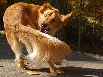 dog chasing tail