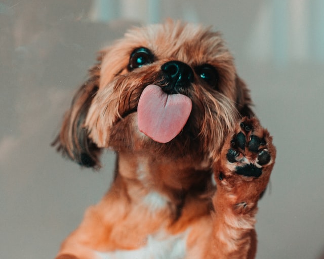 dog raising paws