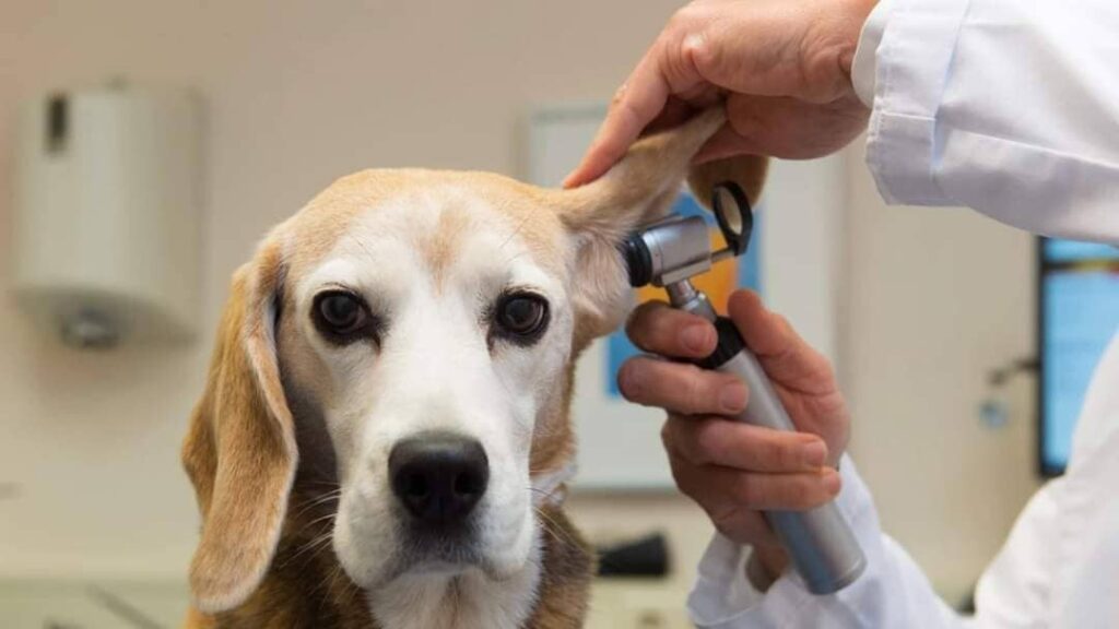 treatment of ear mites in dogs