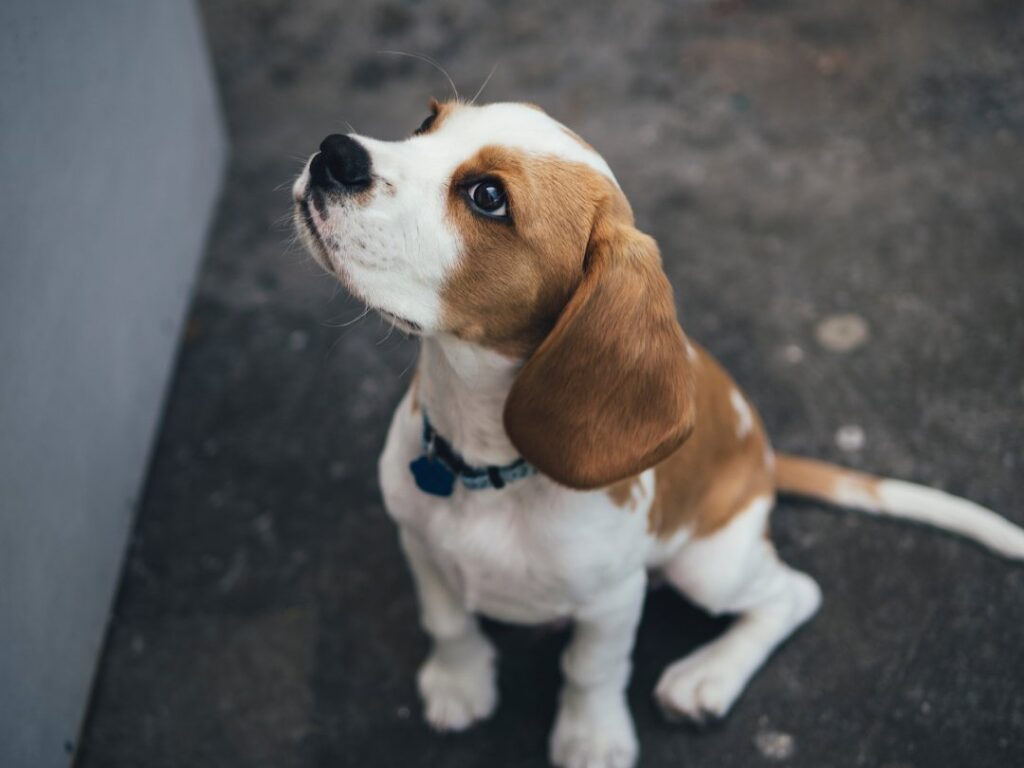 Beagle dog breed size and growth chart