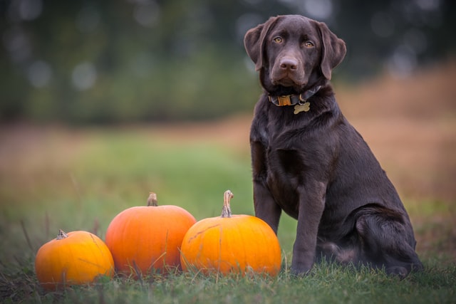 How To Firm Up Dog Poop Naturally using canned pumpkin