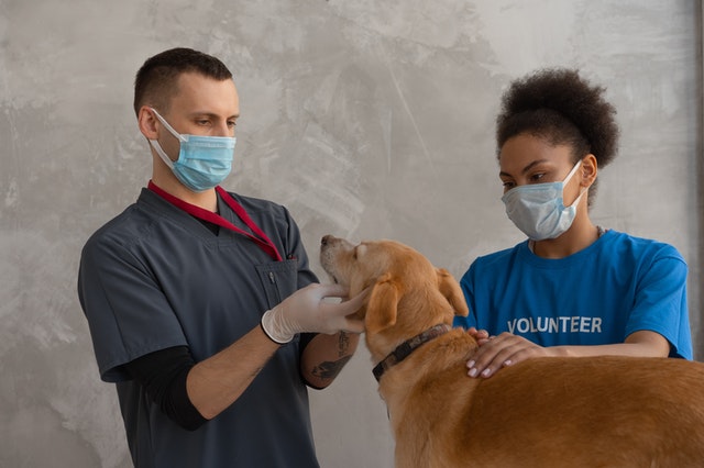 when to visit the vet for dog limping condition