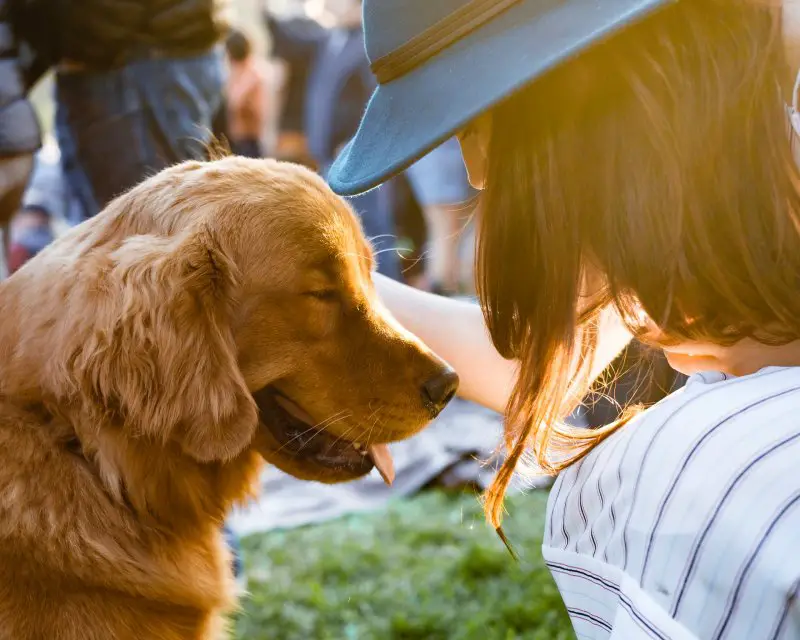how to build trust with your dog