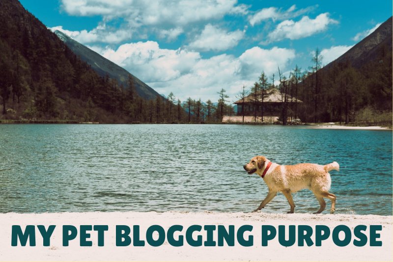 my pet blogging purpose