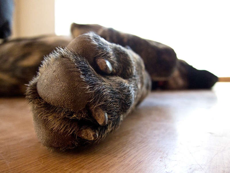 Dry And Split Paw Pads - common dog paw problems