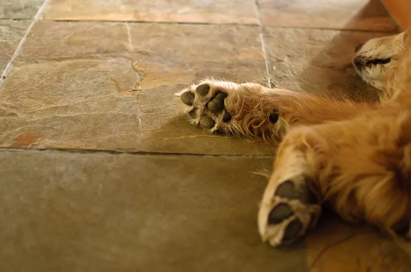 Paw Allergies And Irritation - common dog paw problems