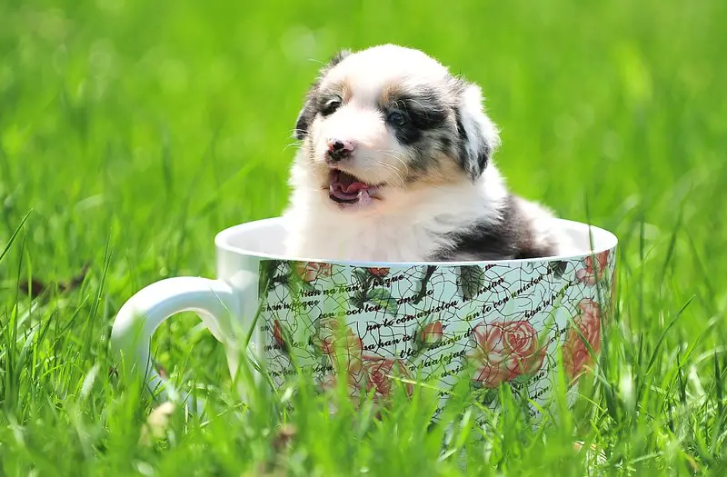 What Are Teacup Puppies