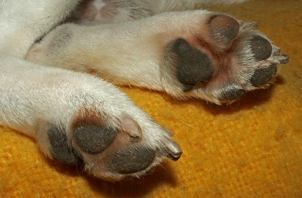 dog foot pad injuries - common dog paw problems