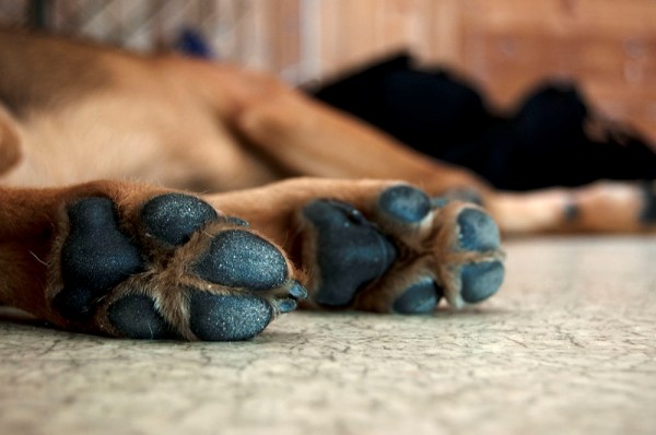 dryness in dog paws - common dog paw problems