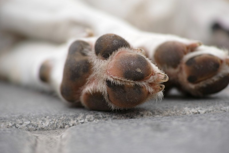 how to moisturize dog paws naturally