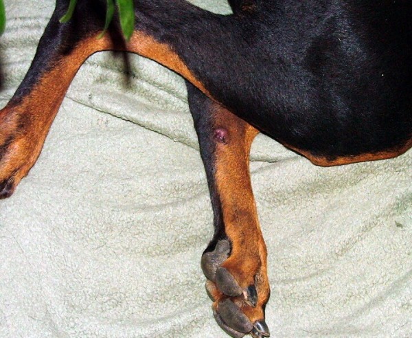 interdigital cysts in dog legs