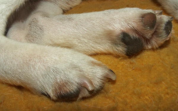 parasites in dog paws - common dog paw problems