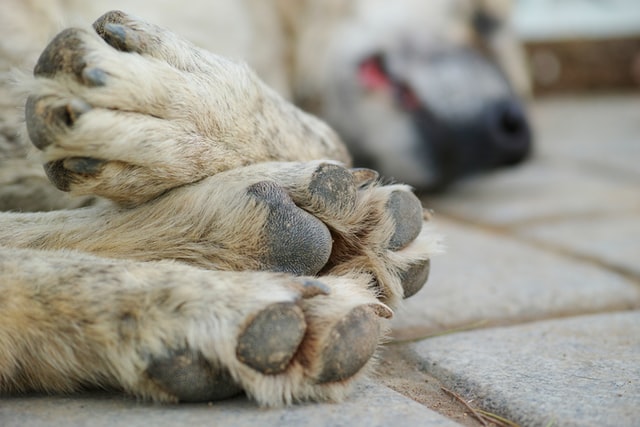 why do dogs get dry paws