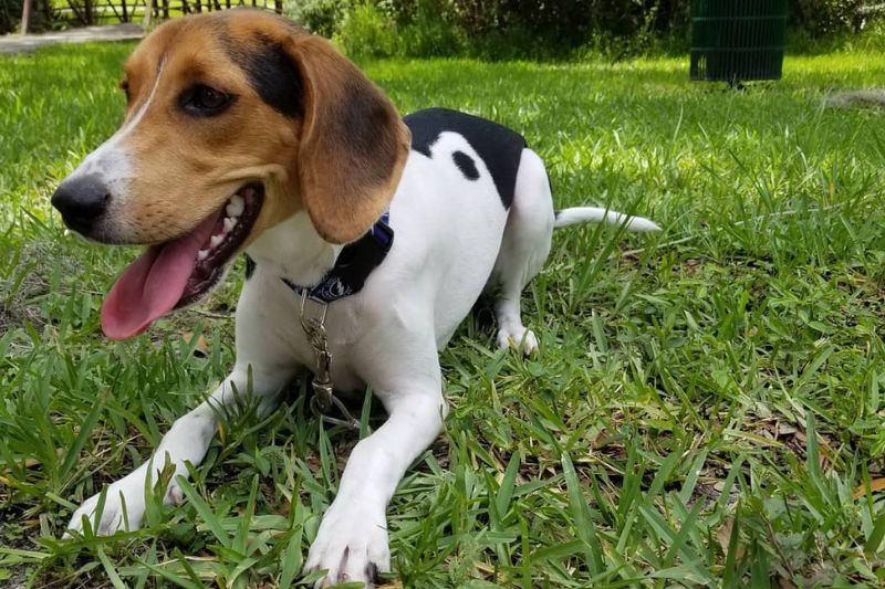 Coonhound Beagle Mix dog breed